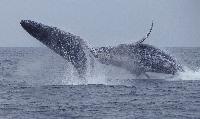 Puerto Vallarta whale watching