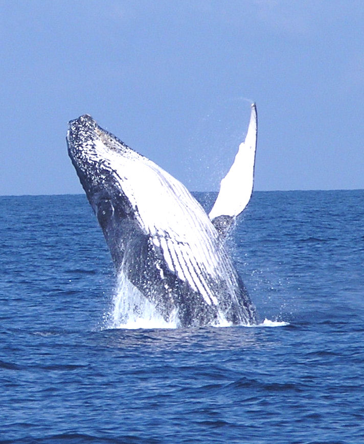 Puerto Vallarta whale watching season is here 2019