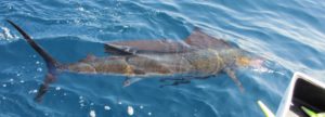 puerto vallarta sailfish release