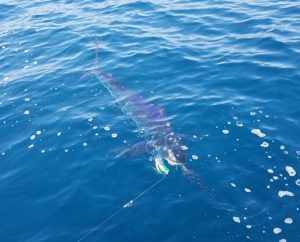 marlin fishing puerto vallarta