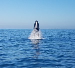 whale watching in puerto vallarta