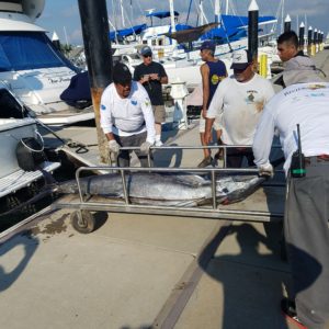 puerto vallarta fishing tournament