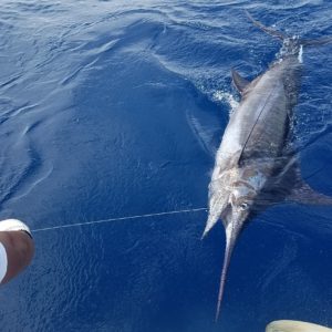 marlin fishing in Puerto Vallarta