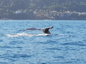 fishing and whale watching in puerto vallarta