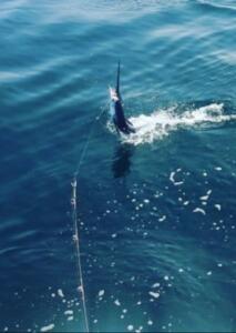 june fishing report puerto vallarta