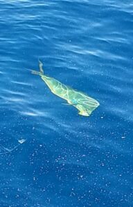 best place to fish for dorados puerto vallarta