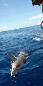 puerto vallarta fishing for shark