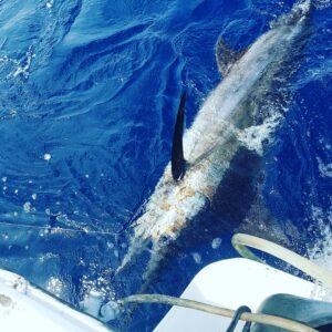 marlin fishing in puerto vallarta