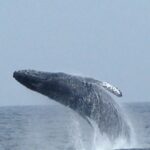 puerto vallarta whale watching