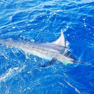 Puerto Vallarta Fishing trips in the bay