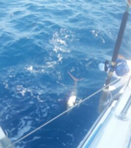 marlin in puerto vallarta fishing winter