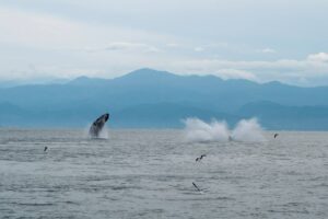 Puerto Vallarta whale watching season is here 2019