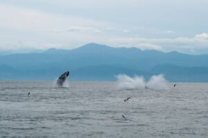 the best whale watching cruise in puerto vallarta