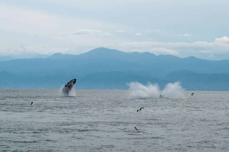 the best whale watching cruise in puerto vallarta