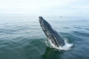 puerto vallarta whale watching