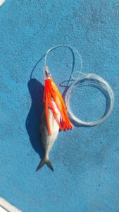 Puerto Vallarta fishing charters with all kinds of baits.