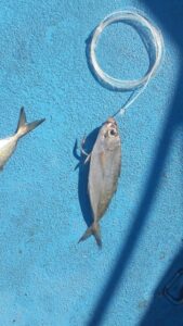 Puerto Vallarta fishing for marlin with natural baits