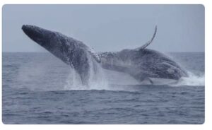 puerto vallarta whale watching