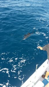 sailfish in puerto vallarta fishing trips