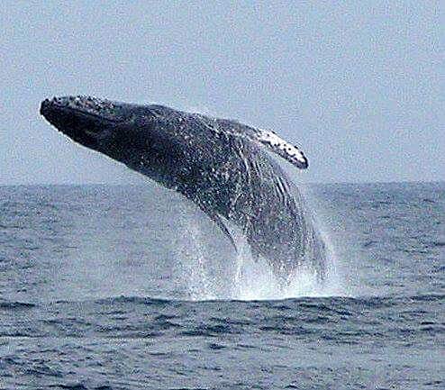 spring break whale watching in puerto vallarta