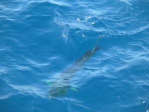 Dorado/Mahi-mahi on the line