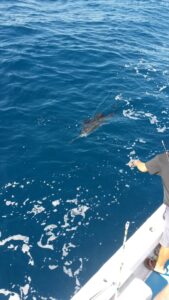 Sailfish about to get caught