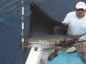 sailfish fishing in puerto vallarta