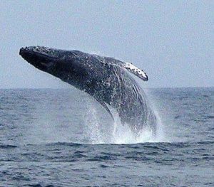 whales watching in puerto vallarta