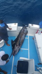 marlin fishing in April puerto vallarta