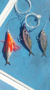 puerto vallarta fishing baits