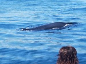 whale watching Puerto Vallarta