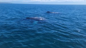 Puerto Vallarta whales watching and fishing
