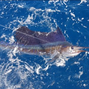 Puerto Vallarta sailfish action in July
