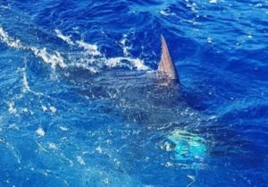 Marlin fishing in June Puerto Vallarta, Mexico