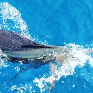 October fishing in Puerto Vallarta Mexico