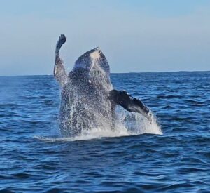 Puerto Vallarta fishing and whale watching