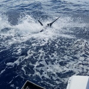 fishing for marlin in Puerto Vallarta, Mexico