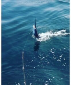 fishing report for August 2025 Puerto Vallarta,Mexico