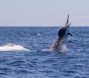Puerto Vallarta fishing
